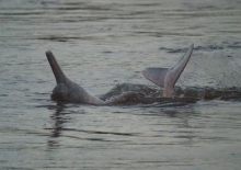 Imagen Observación de delfines